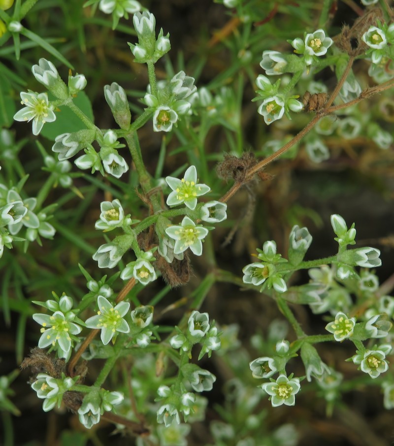 Perennial Knawel photo 2