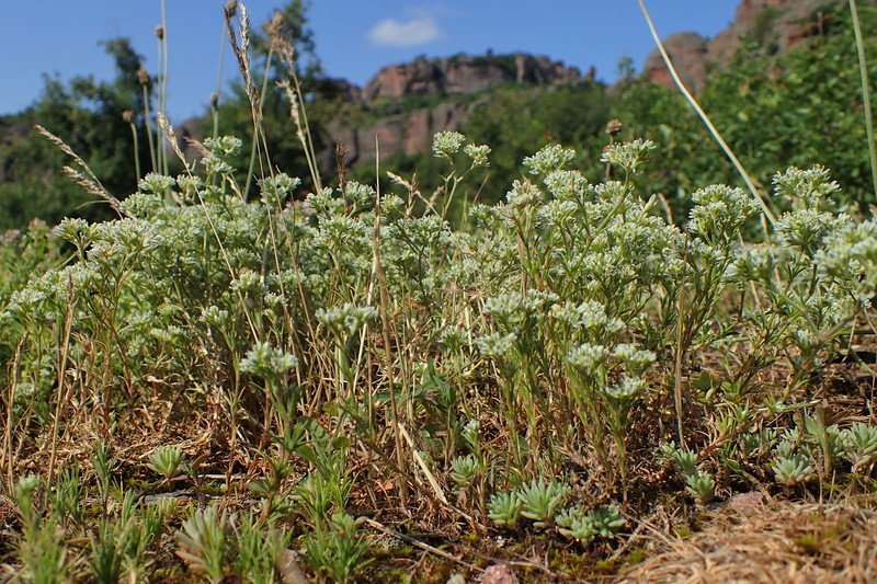 Perennial Knawel photo 3