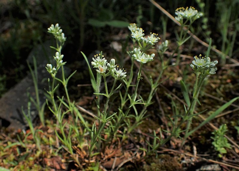 Perennial Knawel photo 6