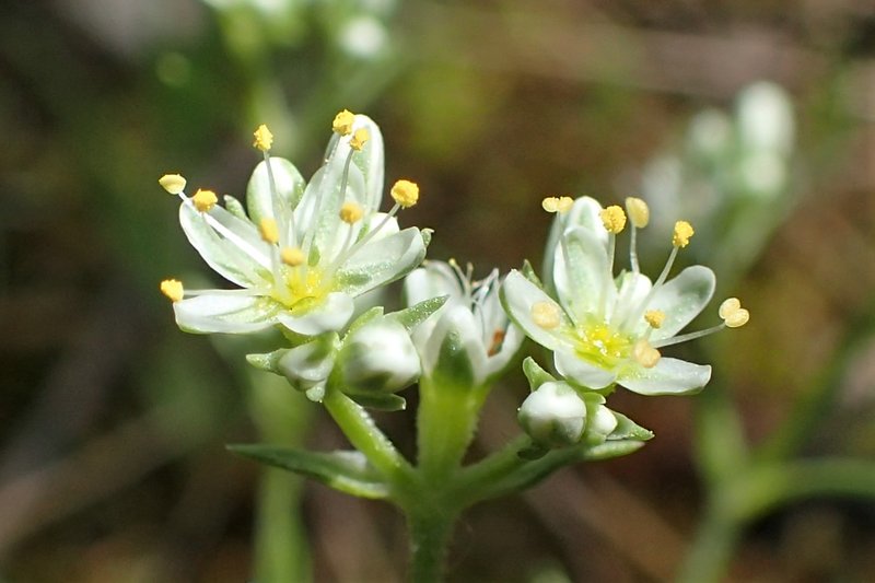 Perennial Knawel photo 7