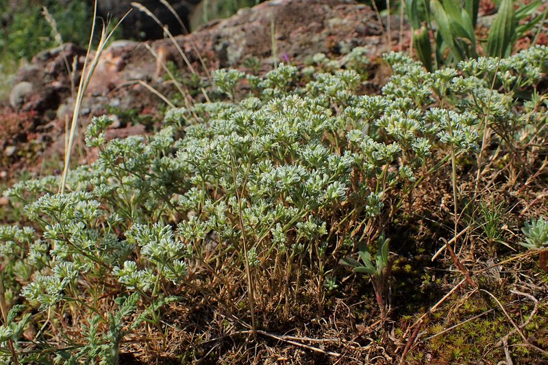 Perennial Knawel photo 8