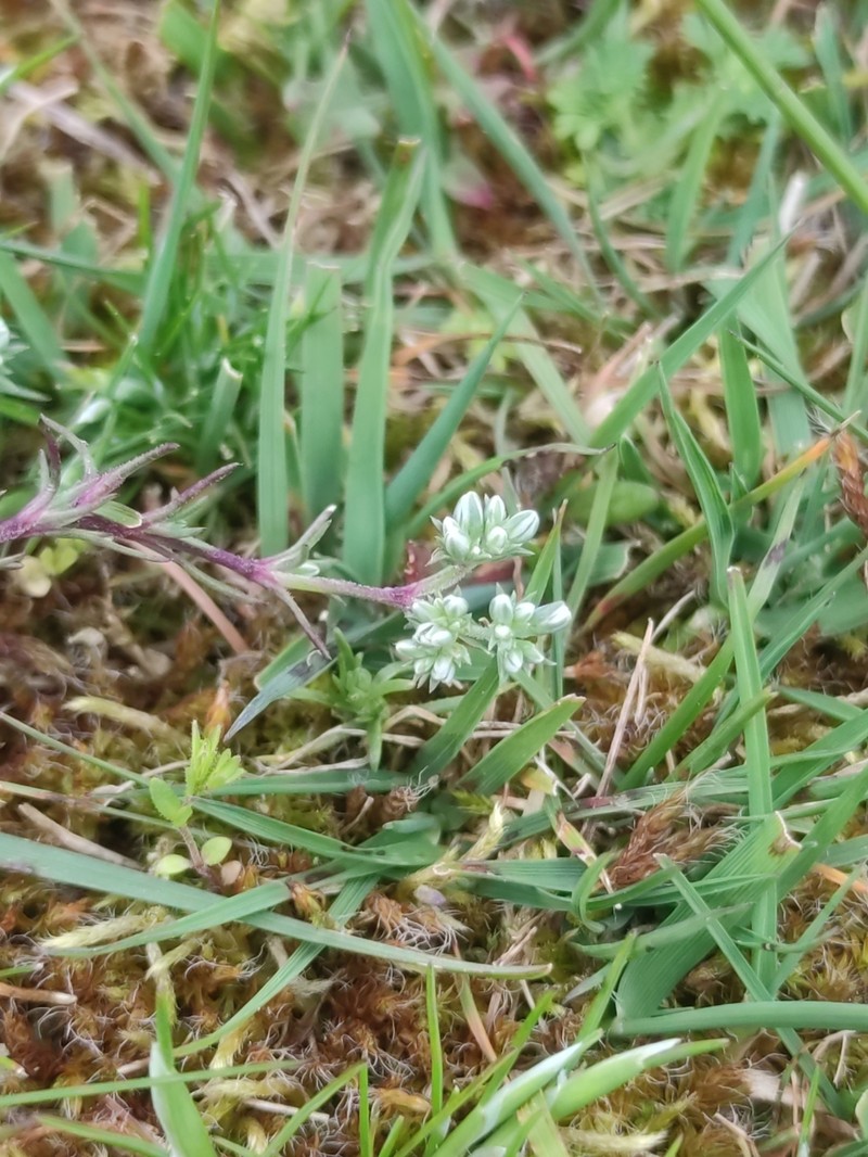 Scleranthus perennis subsp. perennis