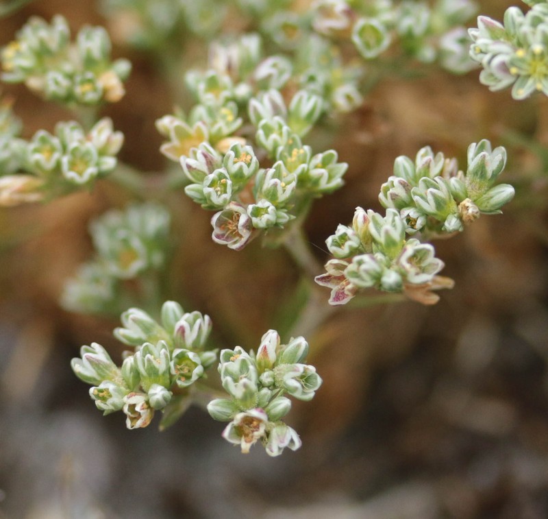 Scleranthus perennis subsp. perennis photo 2