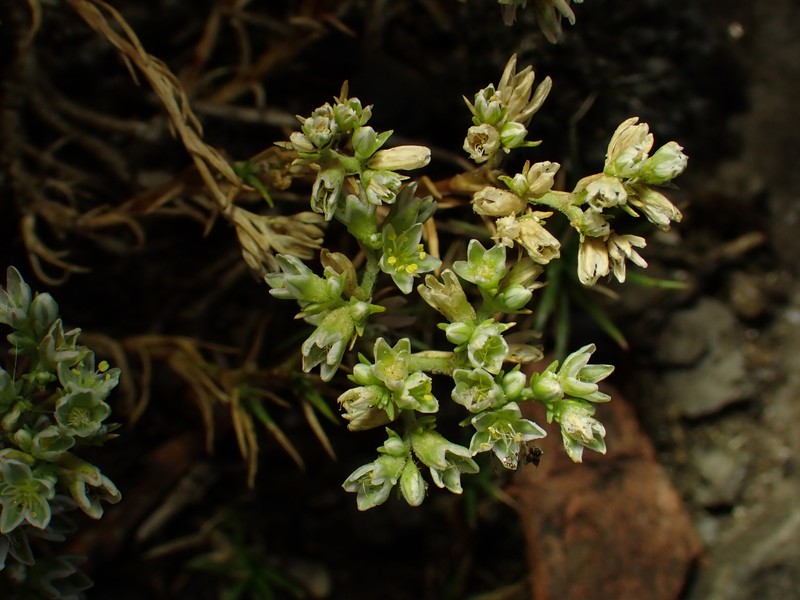 Scleranthus perennis subsp. perennis photo 3