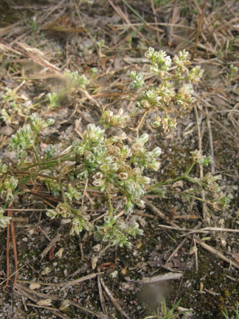 Scleranthus perennis subsp. perennis photo 4