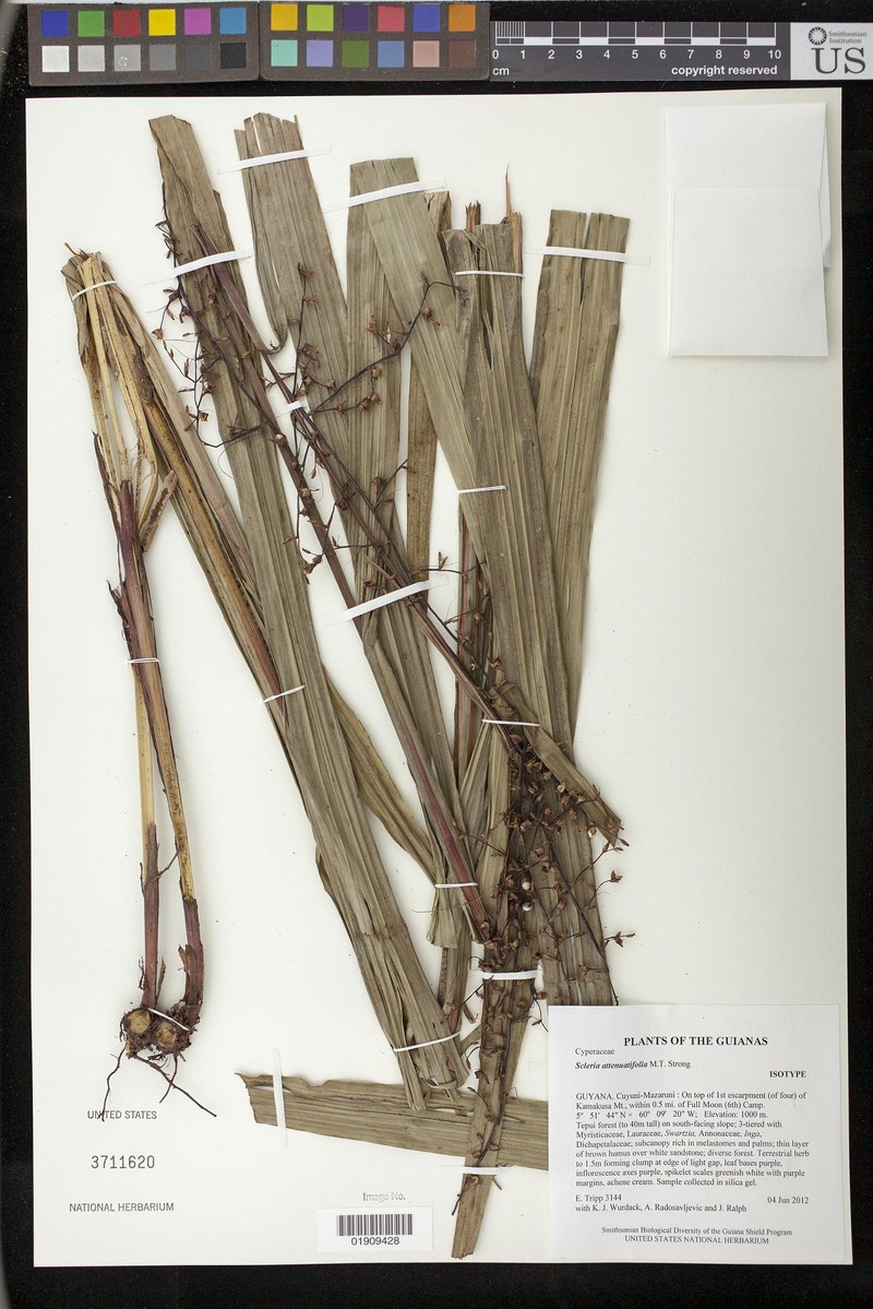 Scleria attenuatifolia photo 2