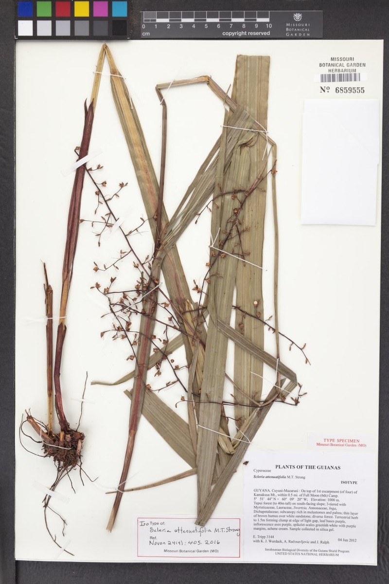 Scleria attenuatifolia photo 3