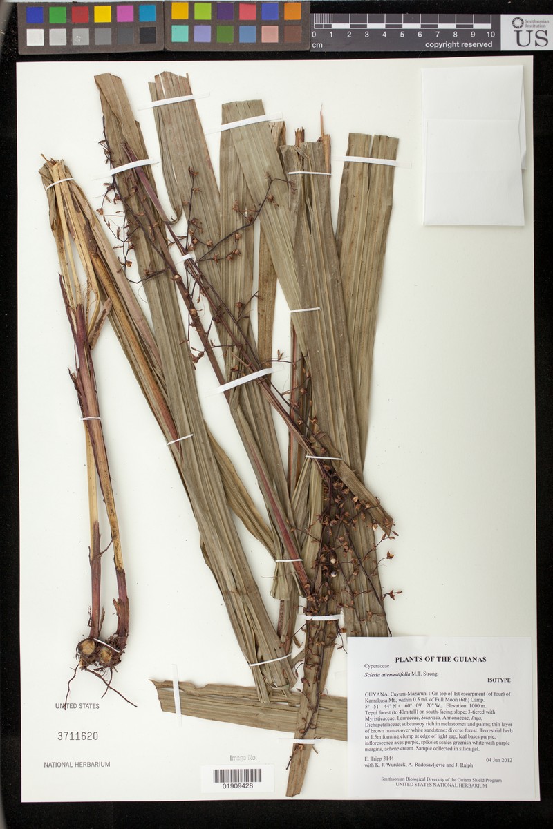 Scleria attenuatifolia