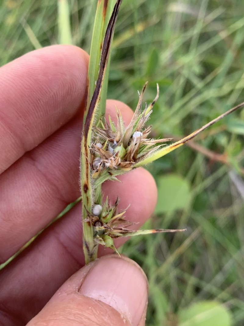 Scleria bellii