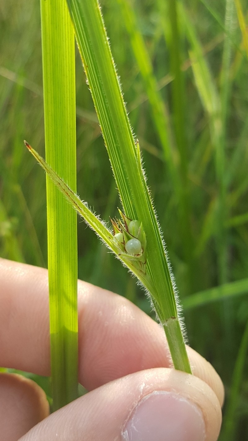 Scleria bellii photo 2