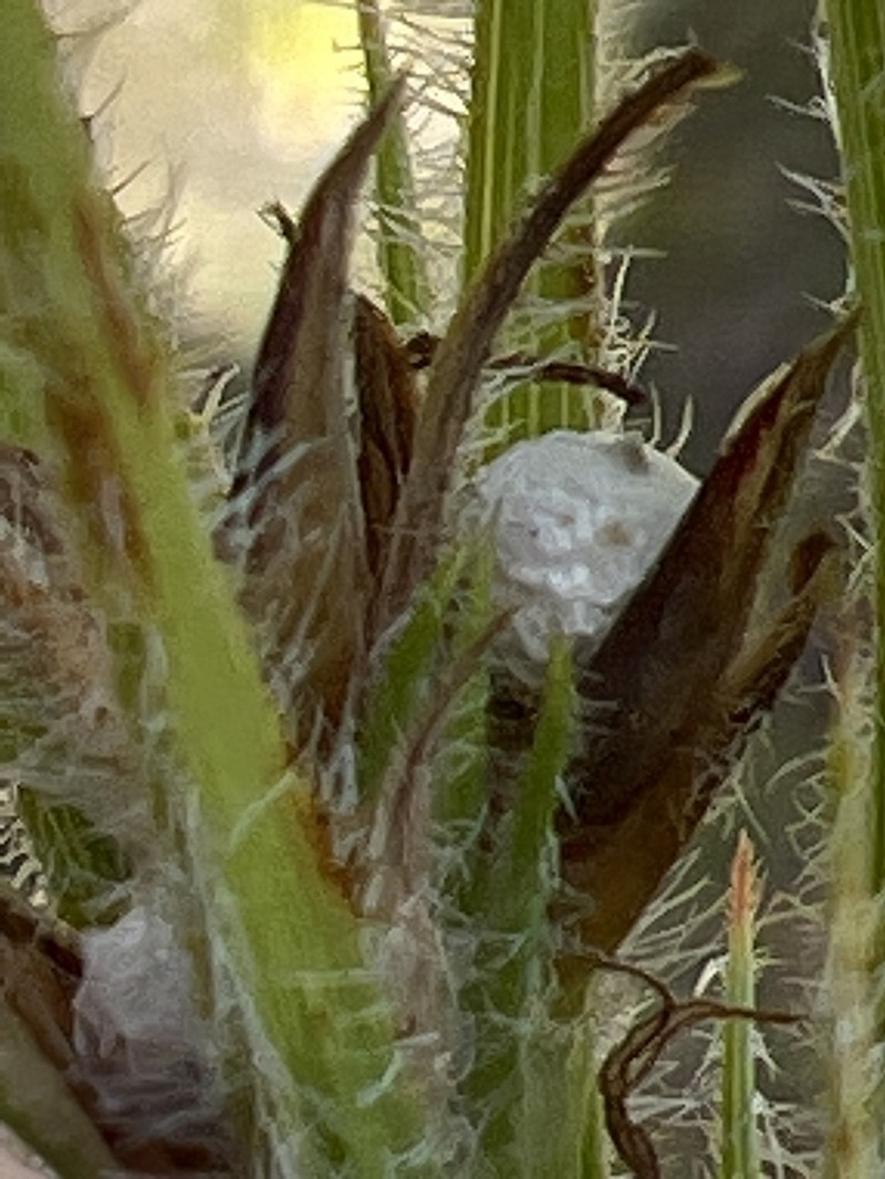 Scleria bellii photo 4