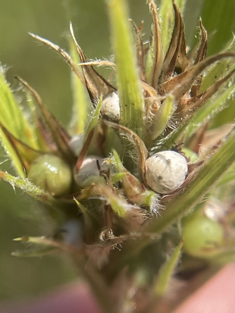 Scleria bellii photo 5