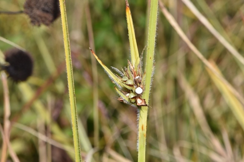 Scleria bellii photo 7