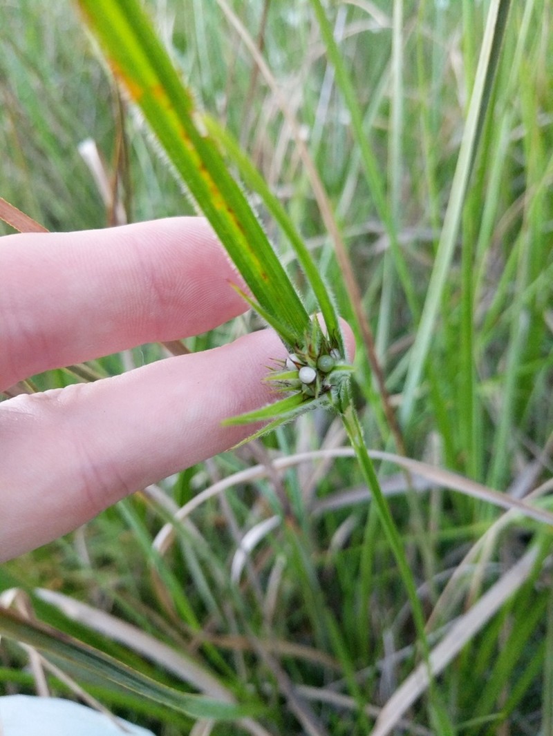 Scleria bellii photo 8