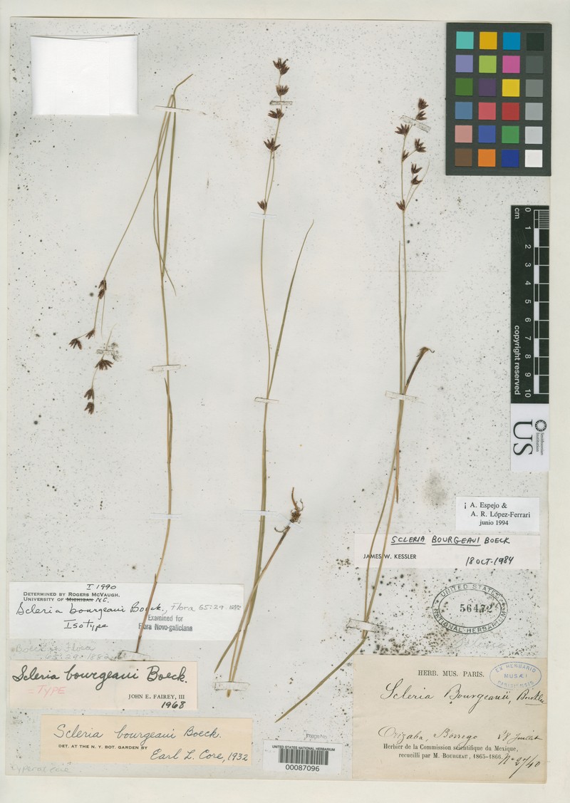 Bourgeau's Nutrush