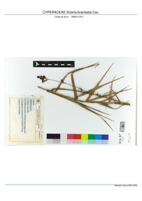 Bracted Nutrush