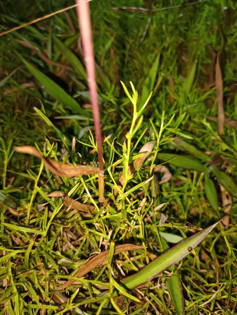 Nutrush photo 2