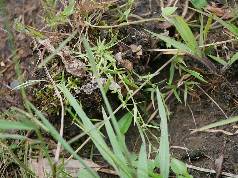 Nutrush photo 3