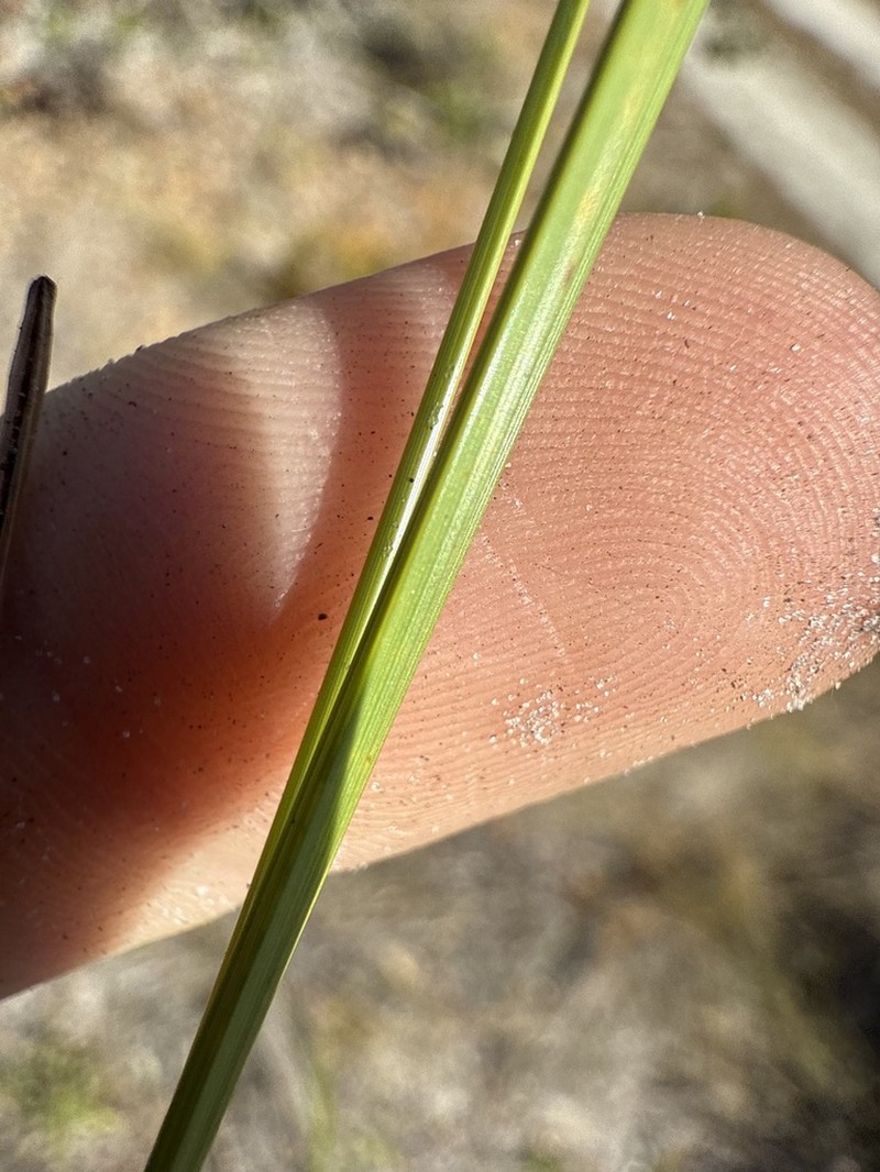 Fringed Nutrush