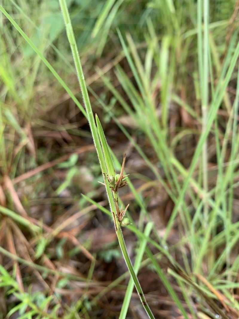 Fringed Nutrush photo 5