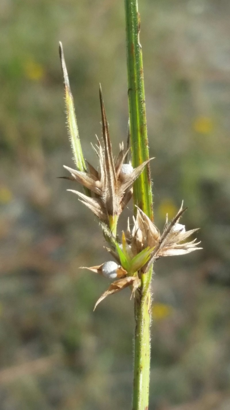 Fringed Nutrush photo 8