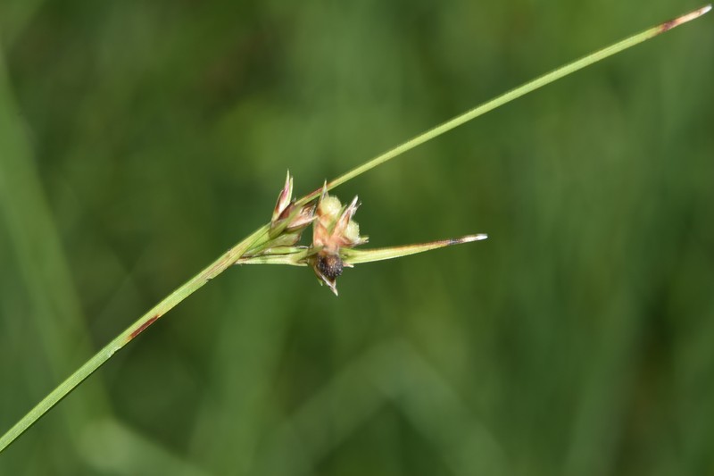 Scleria ciliata var. ciliata