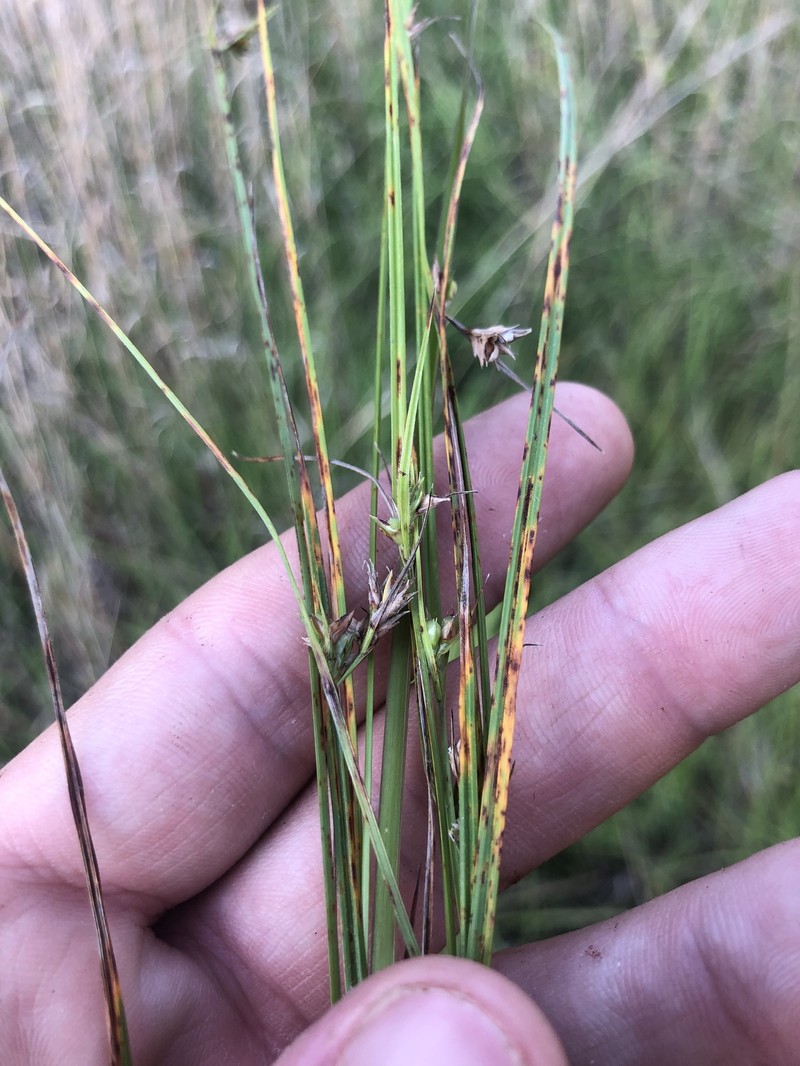 Scleria ciliata var. ciliata photo 2