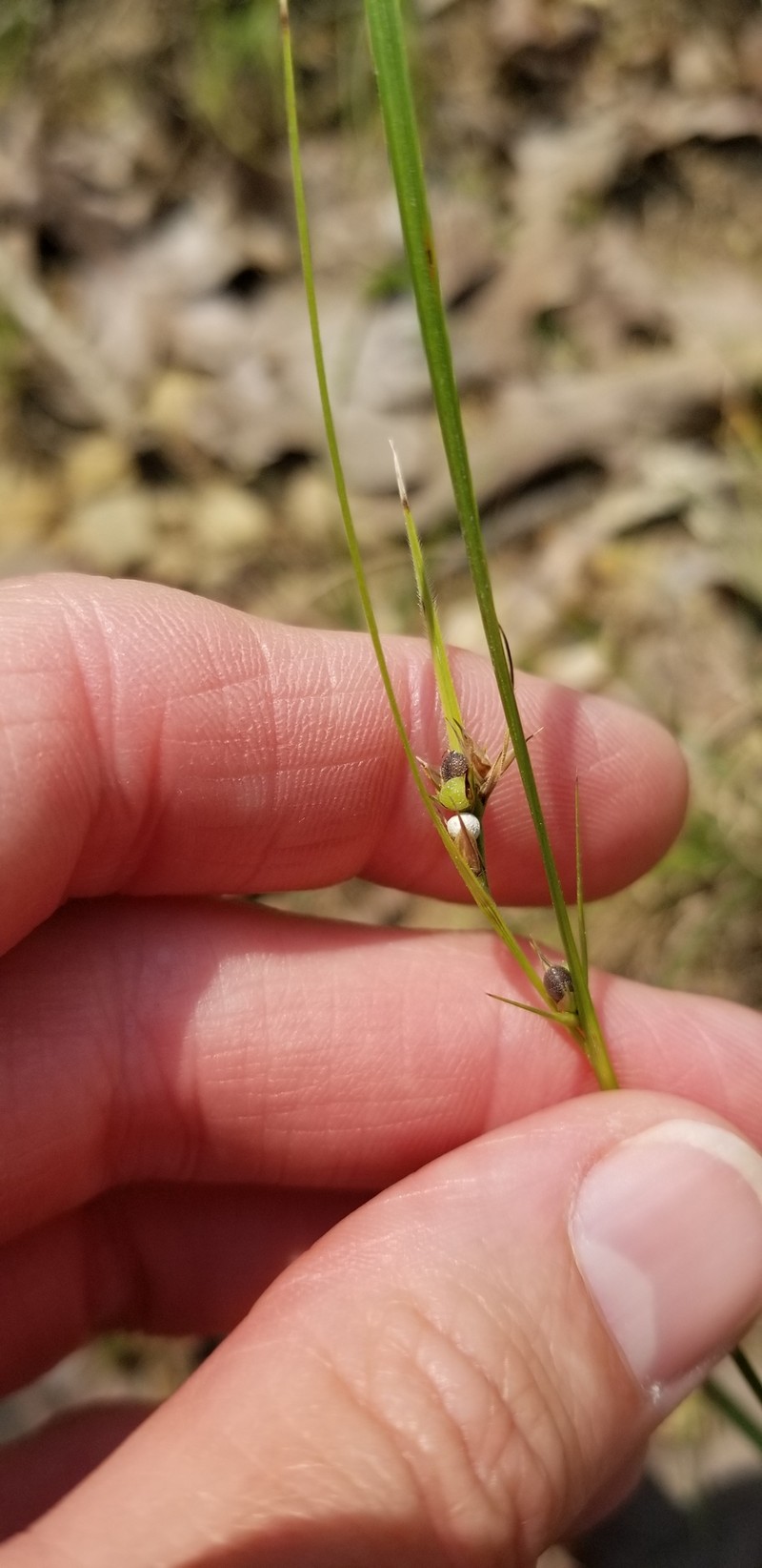 Scleria ciliata var. ciliata photo 3