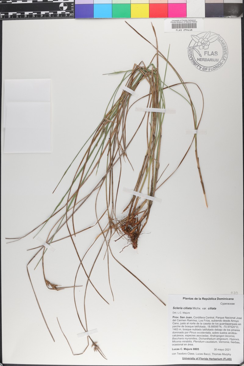 Scleria ciliata var. ciliata photo 4
