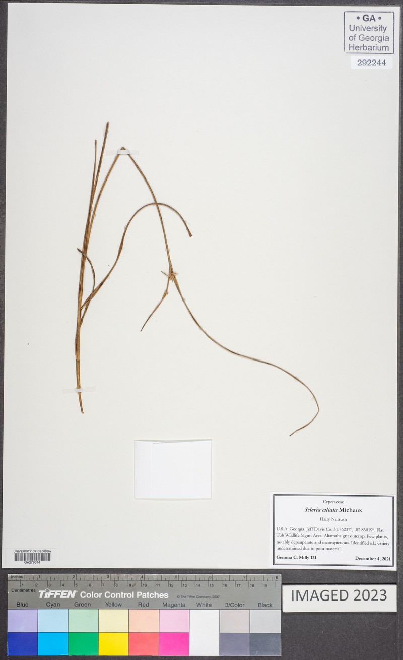 Scleria ciliata var. ciliata photo 5
