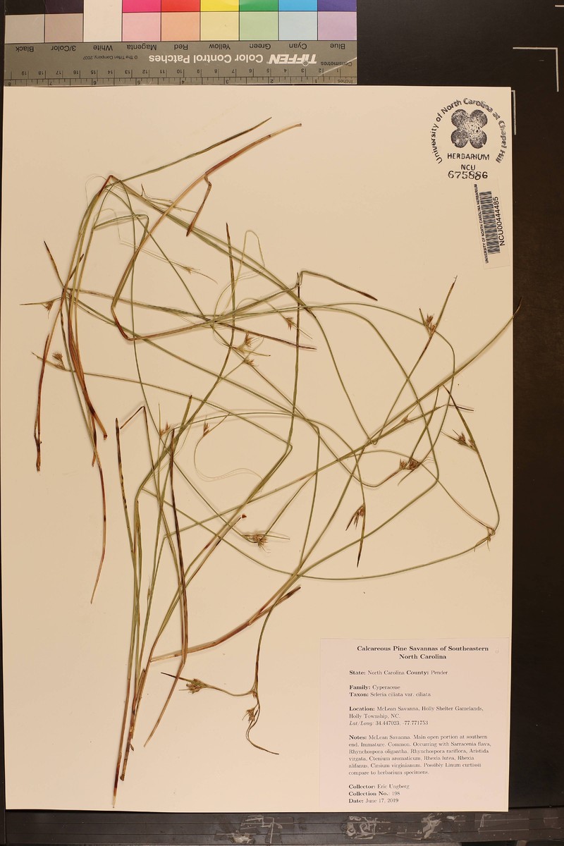 Scleria ciliata var. ciliata photo 6