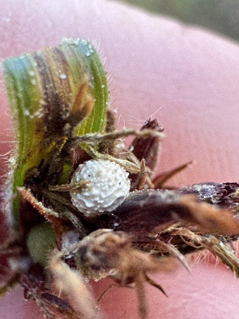 Scleria ciliata var. elliottii