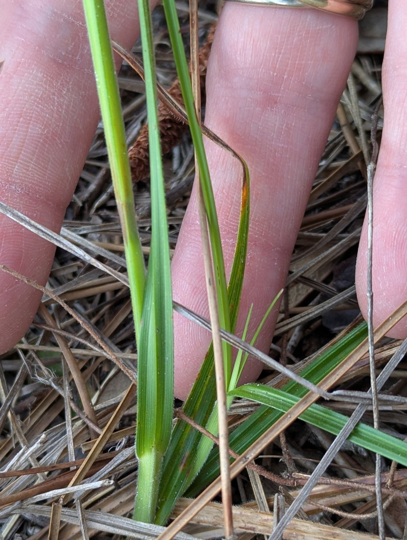 Scleria ciliata var. elliottii photo 2