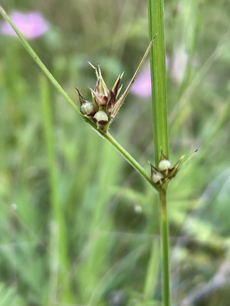 Scleria ciliata var. elliottii photo 3