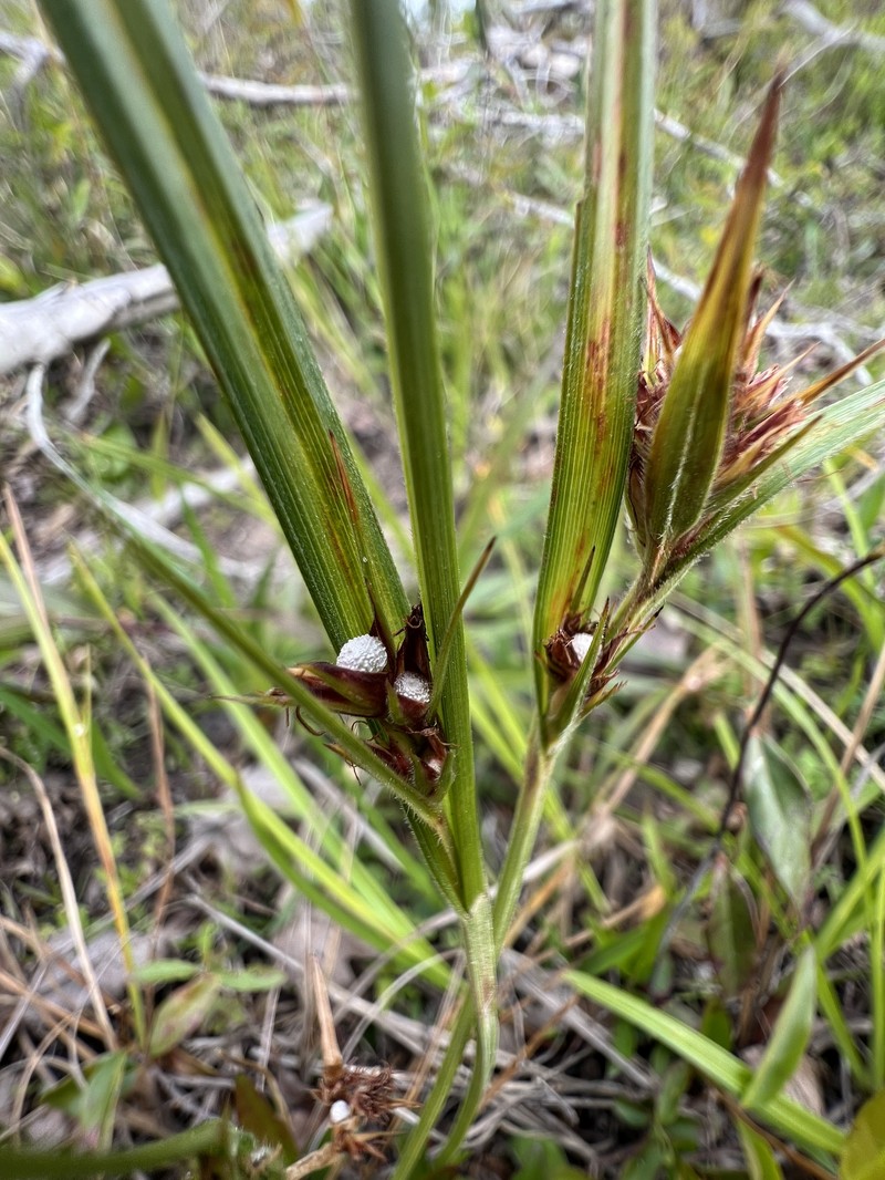 Scleria ciliata var. elliottii photo 4