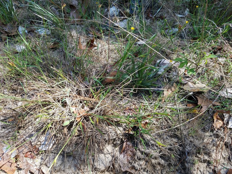 Scleria ciliata var. elliottii photo 5
