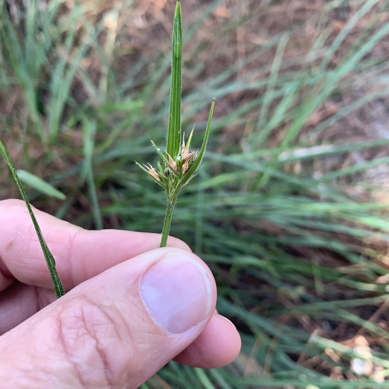 Scleria ciliata var. elliottii photo 6
