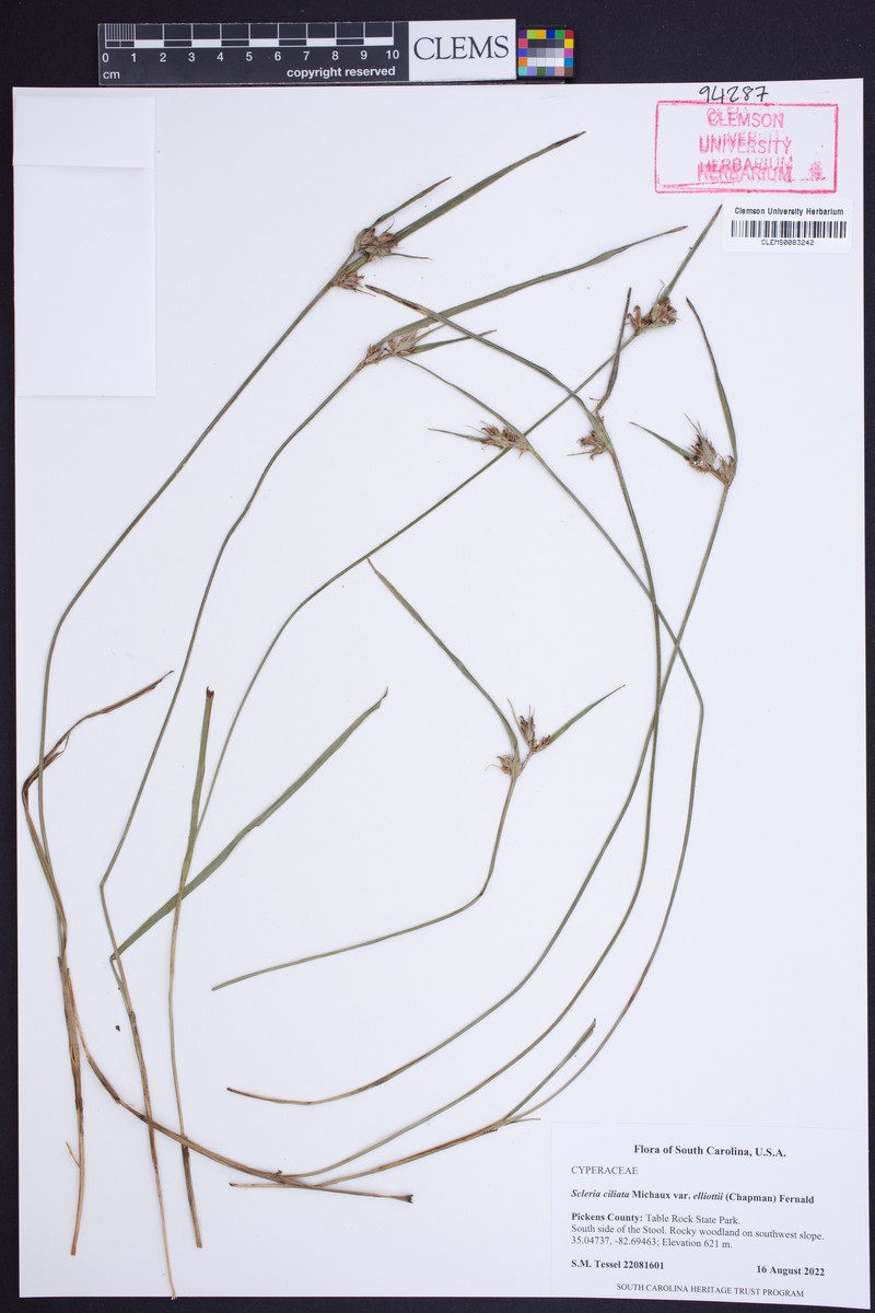 Scleria ciliata var. elliottii photo 8
