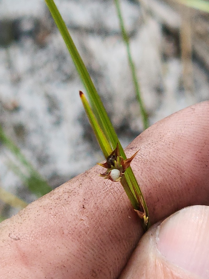 Scleria ciliata var. glabra