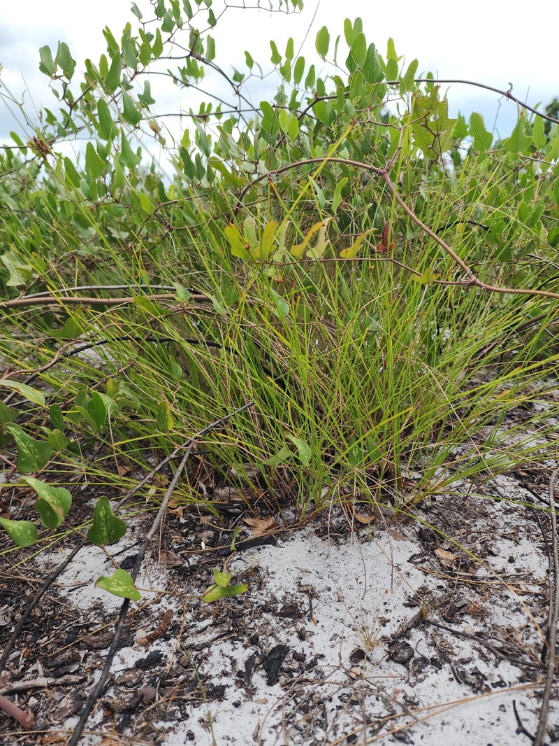 Scleria ciliata var. glabra photo 2