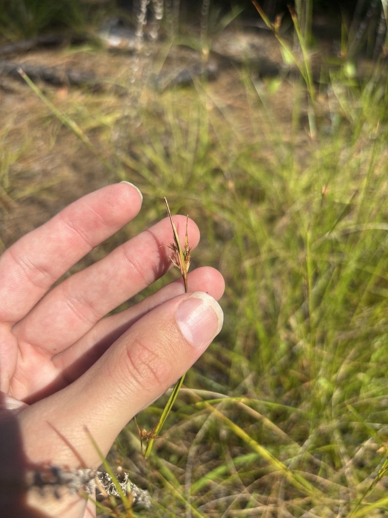 Scleria ciliata var. glabra photo 3