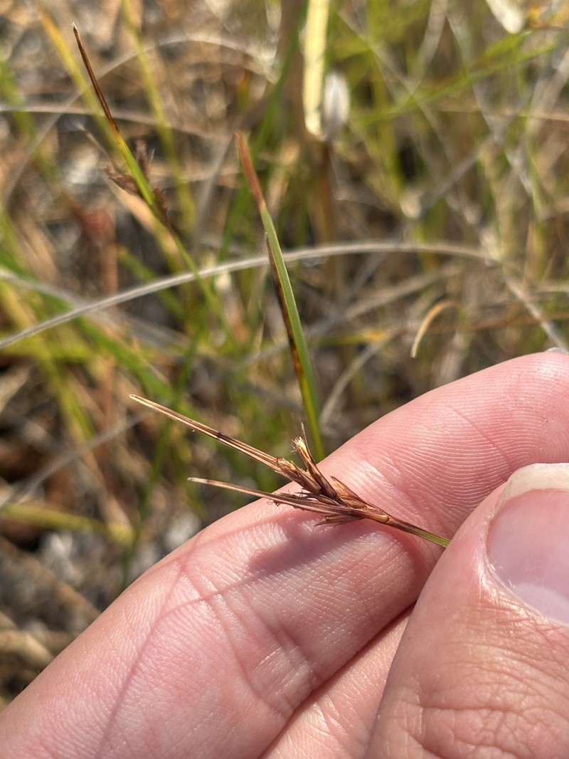 Scleria ciliata var. glabra photo 4