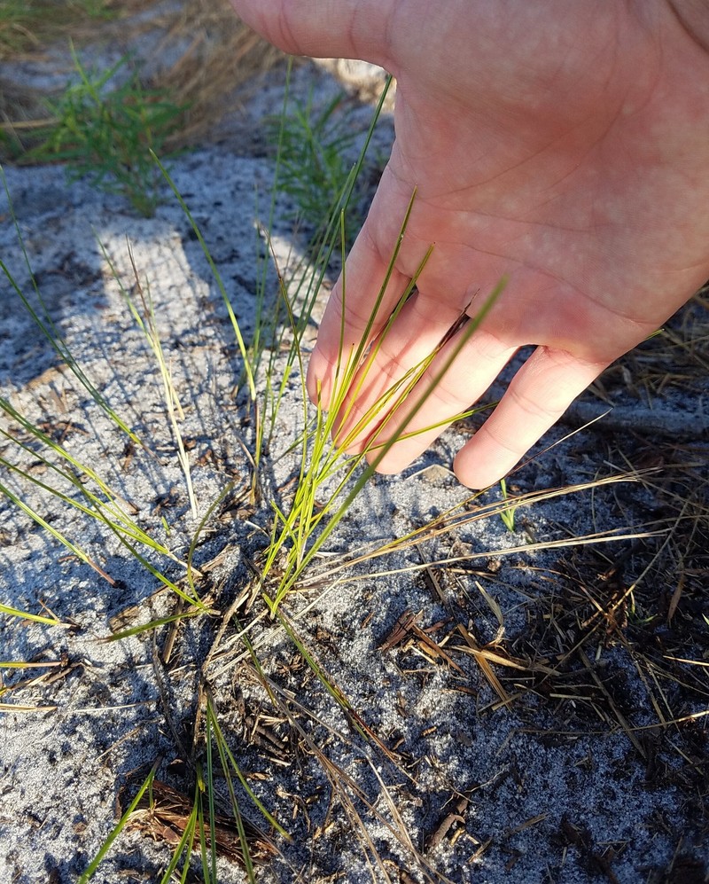 Scleria ciliata var. glabra photo 6