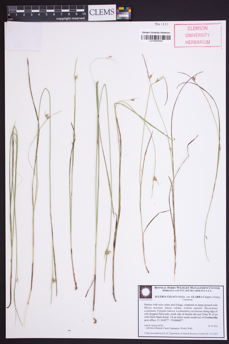 Scleria ciliata var. glabra photo 7