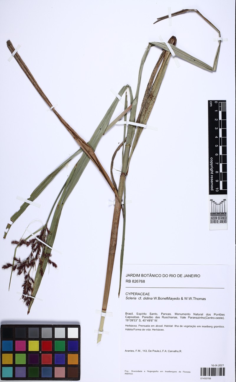 Scleria didina