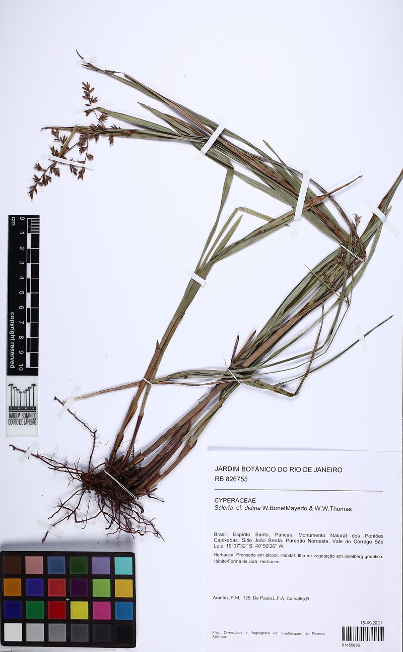 Scleria didina photo 2