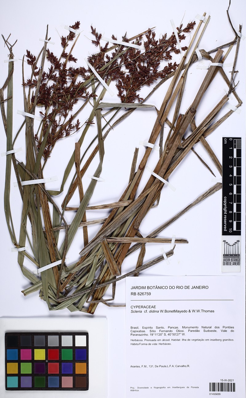 Scleria didina photo 3