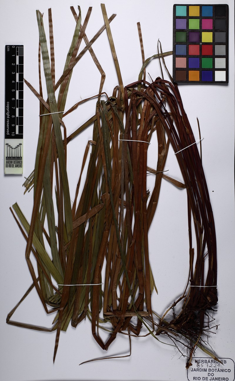 Scleria didina photo 4