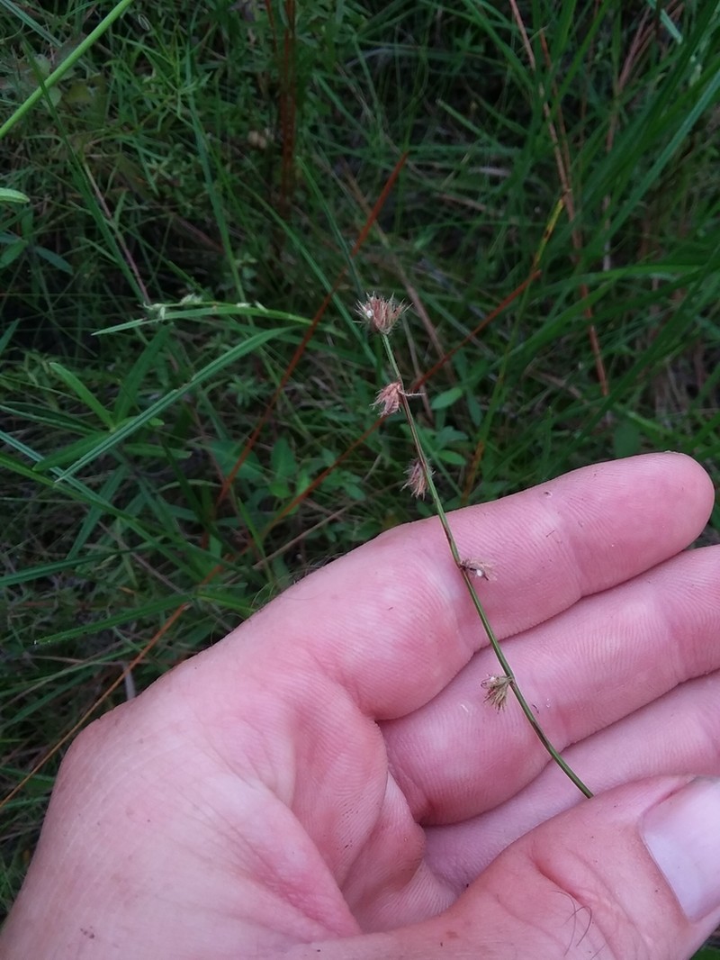 Scleria distans