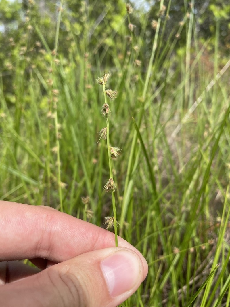 Scleria distans photo 2